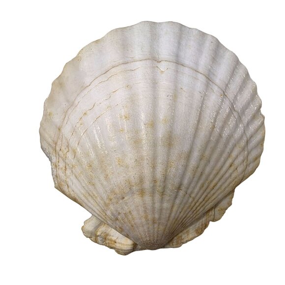 Set Of 7 White Scallop Seashells For Crafting Decor Or Beach-Themed Projects - Picture 3 of 16